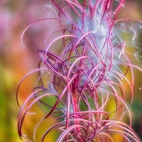 Buy canvas prints of Nature's Spirals.  by Peter Bunker