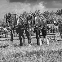 Buy canvas prints of Ploughing 2.  by Peter Bunker