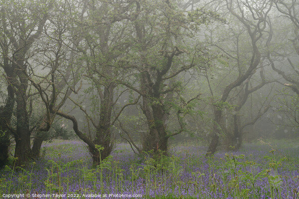 Misty Trees Picture Board by Stephen Taylor