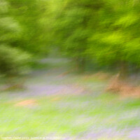 Buy canvas prints of Kinclaven Bluebell woods by Stephen Taylor
