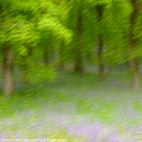 Buy canvas prints of Kinclaven Bluebell woods by Stephen Taylor