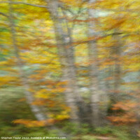 Buy canvas prints of Autumn Motion by Stephen Taylor
