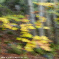 Buy canvas prints of Autumn ICM by Stephen Taylor