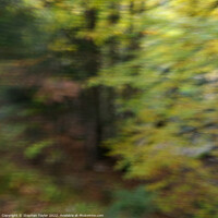 Buy canvas prints of Woodland ICM  by Stephen Taylor