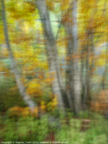 Autumn colours ICM  Picture Board by Stephen Taylor