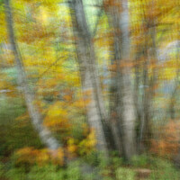 Buy canvas prints of Autumn colours ICM  by Stephen Taylor