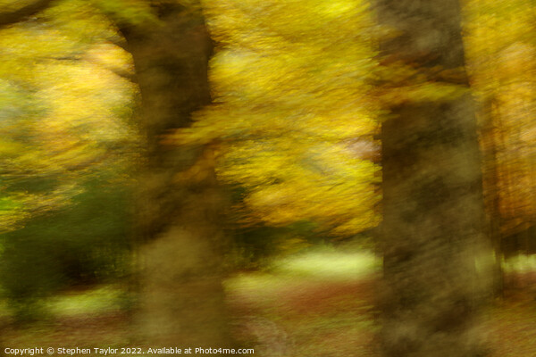 Valle de Ordesa Forest ICM Picture Board by Stephen Taylor