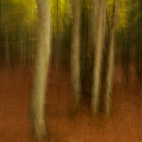 Buy canvas prints of Valle de Ordesa Forest ICM by Stephen Taylor