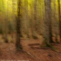 Buy canvas prints of Valle de Ordesa Forest ICM by Stephen Taylor