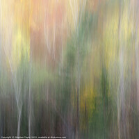 Buy canvas prints of Autumn colours by Stephen Taylor