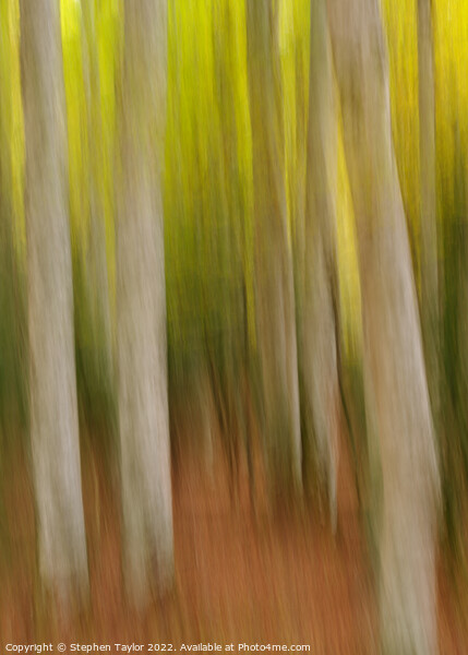 Autumn colours ICM Picture Board by Stephen Taylor