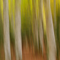 Buy canvas prints of Autumn colours ICM by Stephen Taylor