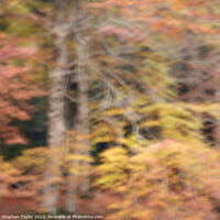 Buy canvas prints of A blurry photo of a forest by Stephen Taylor