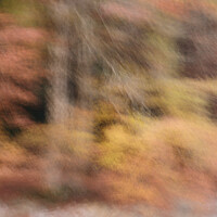 Buy canvas prints of Autumn Colours ICM by Stephen Taylor