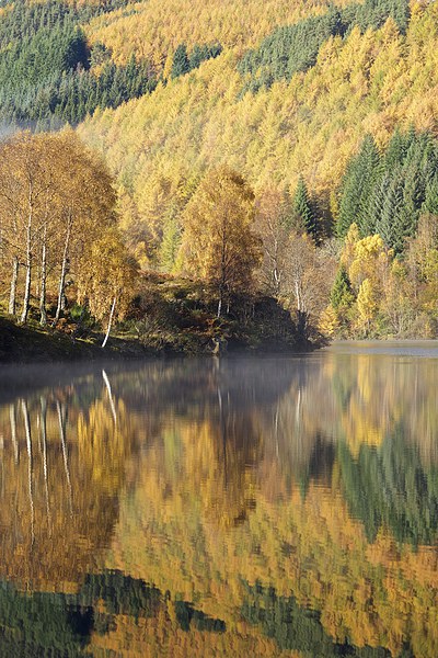  Autumn colours on Loch Tummel Picture Board by Stephen Taylor