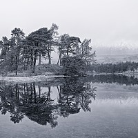 Buy canvas prints of Loch Tulla Pines by Stephen Taylor