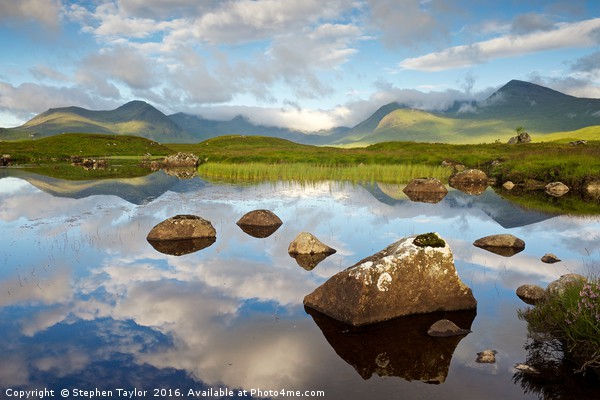 Summer magic on Rannoch Moor Picture Board by Stephen Taylor