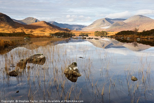 Autumn on Rannoch Moor Picture Board by Stephen Taylor
