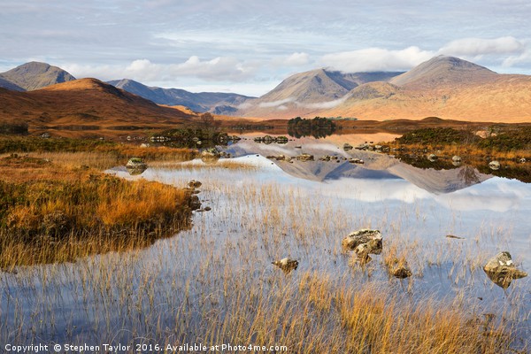 Autumn at Lochan na h-Achlaise Picture Board by Stephen Taylor
