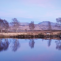 Buy canvas prints of Silver Birches at Loch Ba by Stephen Taylor