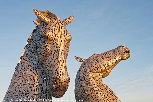 Sunkissed Kelpies Picture Board by Stephen Taylor