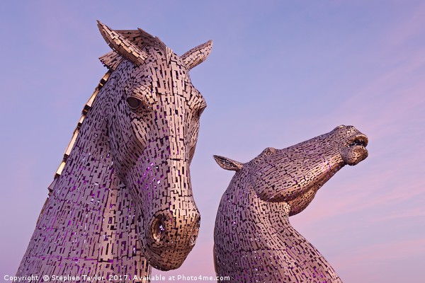Pink Skies at the Kelpies Picture Board by Stephen Taylor