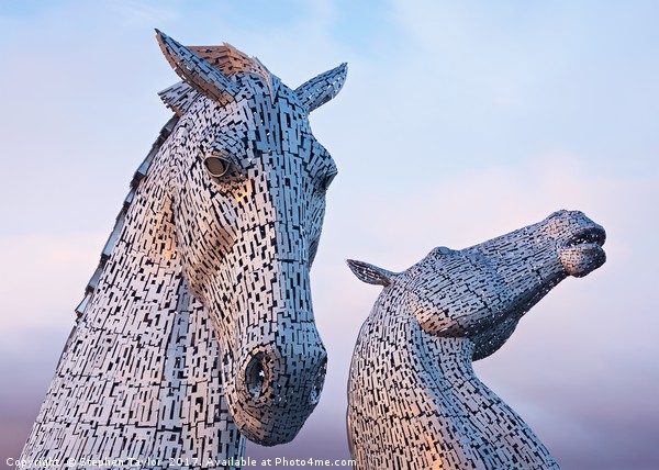Sunset at the Kelpies Picture Board by Stephen Taylor