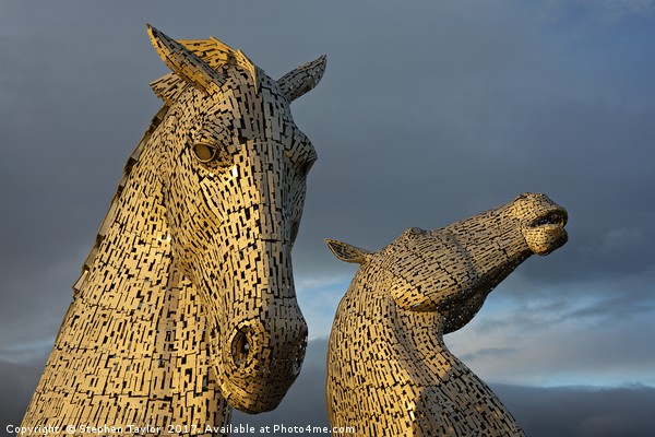 Golden Kelpies Picture Board by Stephen Taylor