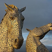 Buy canvas prints of Golden Kelpies by Stephen Taylor