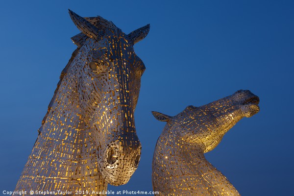 Yellow Kelpies Picture Board by Stephen Taylor