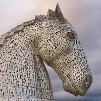 Buy canvas prints of A Kelpie by Stephen Taylor