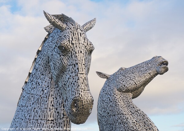 Kelpies at sunrise Picture Board by Stephen Taylor