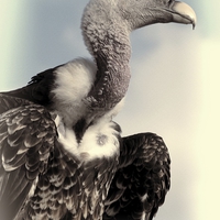Buy canvas prints of  Vulture by Jose Luis Mendez Fernandez
