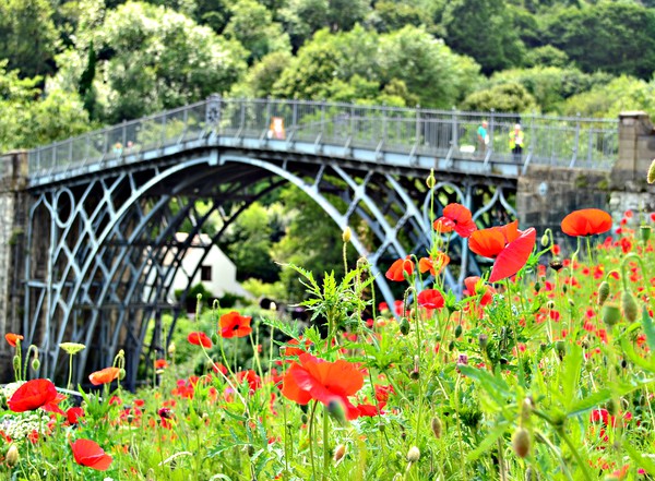 ironbridge gorge with poppies Picture Board by Andy Smith