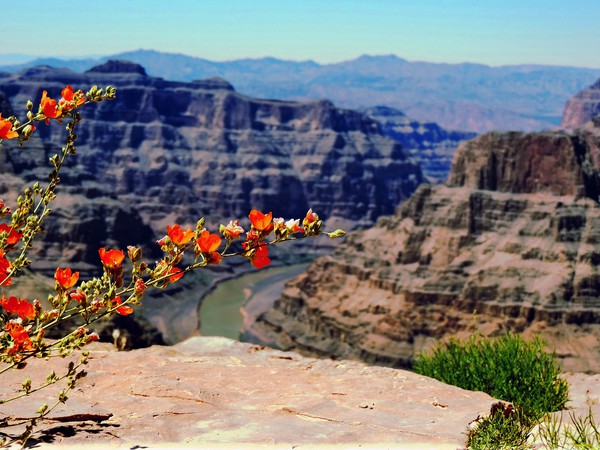  Grand Canyon Guano Point West Rim Picture Board by Andy Smith