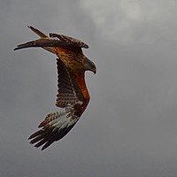Buy canvas prints of Galloway Red Kites by Andy Smith