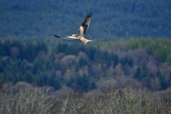 Red Kite in flight Picture Board by Andy Smith