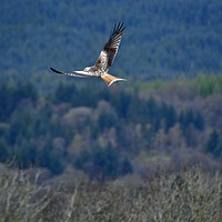 Buy canvas prints of Red Kite in flight by Andy Smith