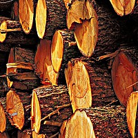 Buy canvas prints of Logs           by Andy Smith