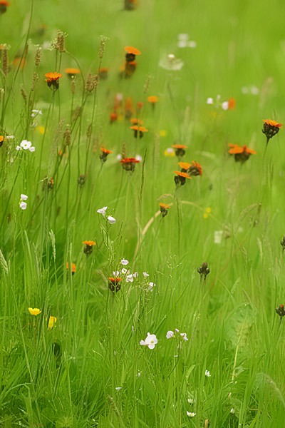 Enchanting Summer Meadow Picture Board by Andy Smith