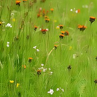 Buy canvas prints of Enchanting Summer Meadow by Andy Smith