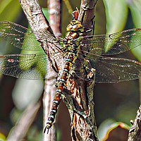 Buy canvas prints of dragon fly           by Andy Smith