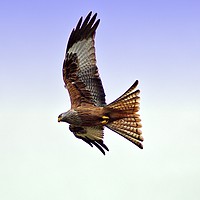 Buy canvas prints of Red Kite by Andy Smith