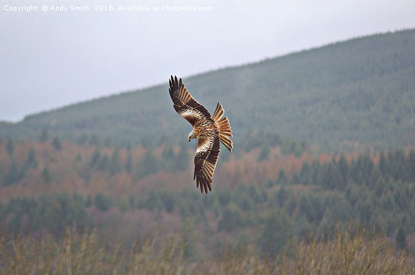 Red Kite Picture Board by Andy Smith