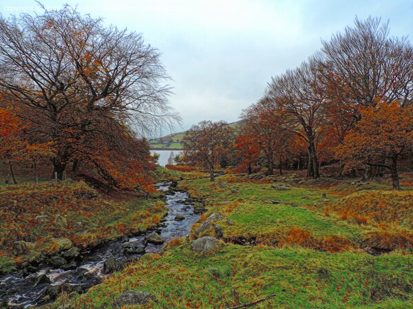 Dovestones autumn colours Picture Board by Andy Smith