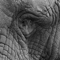Buy canvas prints of Eye Of The Elephant by Terry Stone