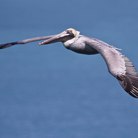 Buy canvas prints of Pelican in Flight Florida by James Bennett (MBK W