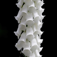 Buy canvas prints of Pure white Foxglove Flower by James Bennett (MBK W