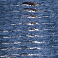 Buy canvas prints of Humpback Whale dive sequence by James Bennett (MBK W