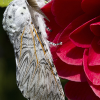 Buy canvas prints of Puss Moth on red camellia by James Bennett (MBK W